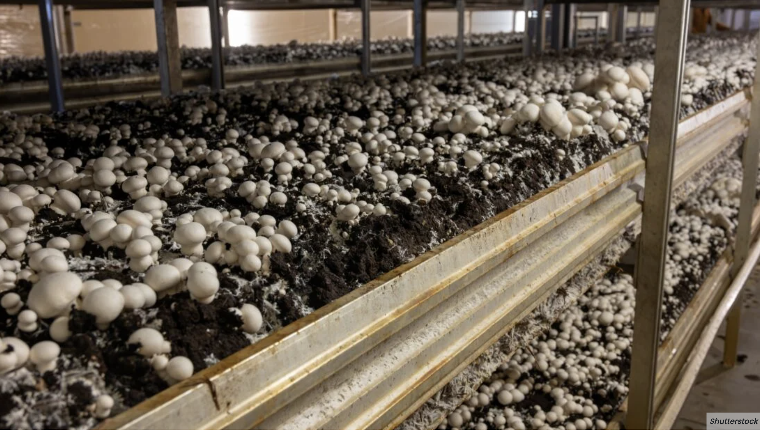 BRITISH COLUMBIA: How a Langley Startup is Growing Mushrooms With 95% less Water