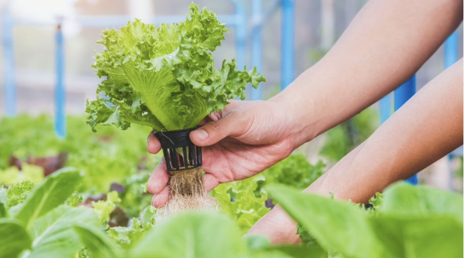 USA: Arkansas University and School District Launch Hydroponic Career Pathway