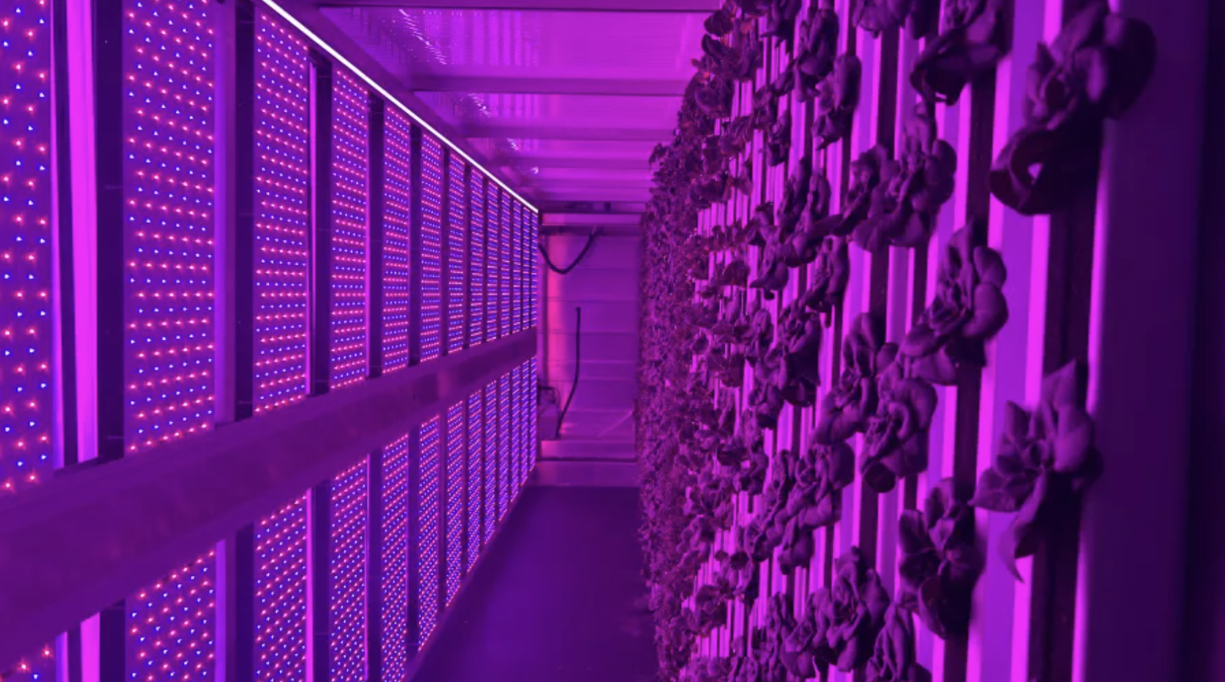 USA - Massachusetts: Watertown High School Takes On Freight Farming