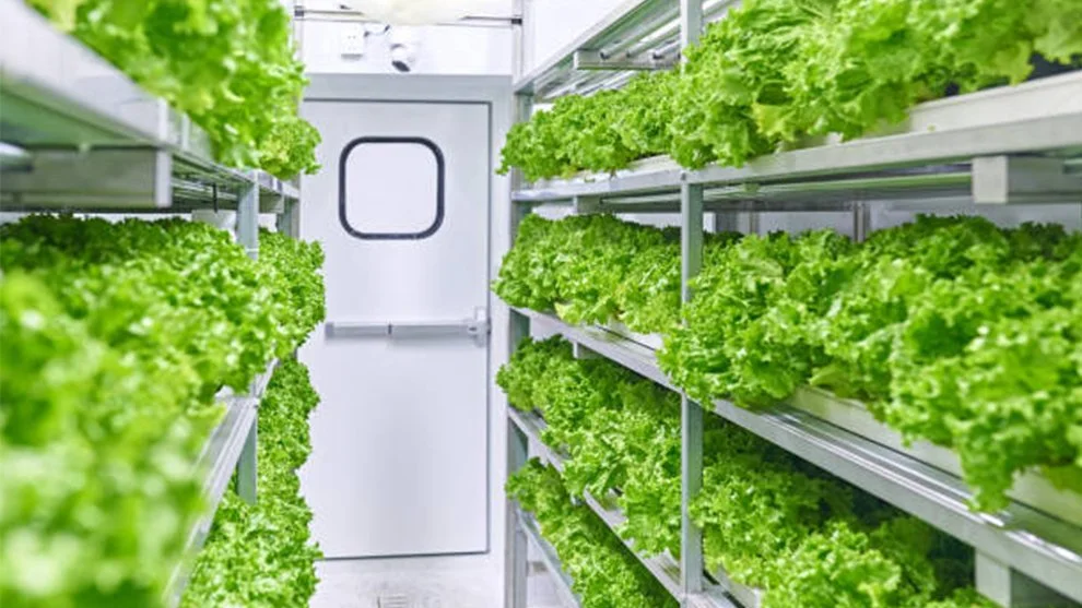 USA - NEW YORK: Grant Supports Campus and Community Gardens