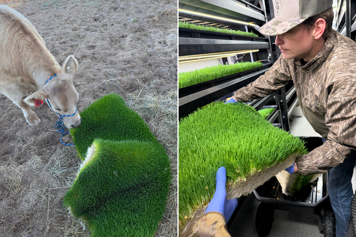 USA-FLORIDA: FarmBox Foods Empowers Students With Hydroponic Fodder Technology