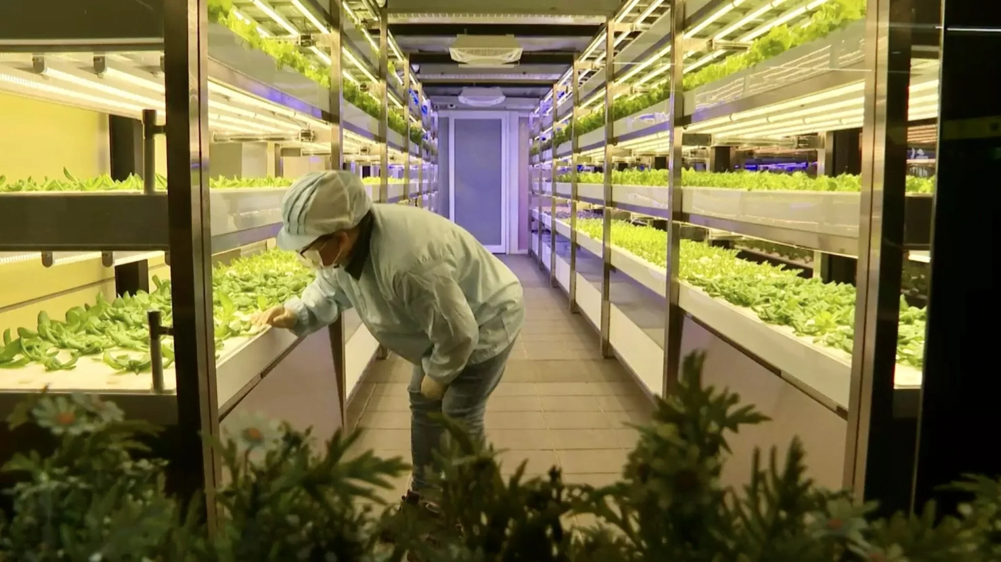 Vertical Farming Market Set To Quadruple By 2032