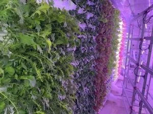 USA - LAS VEGAS, NV: Aambé Health Launches “Living Food” Initiative with One Season Farmers and Harvest Today to Expand Tribal Food Systems