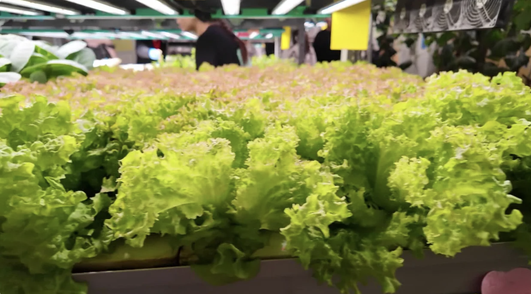 NEW YORK CITY: Urban Assembly Maker Academy's Teens for Food Justice Hydroponic Farm Fills an Eucational and Nutritional Void