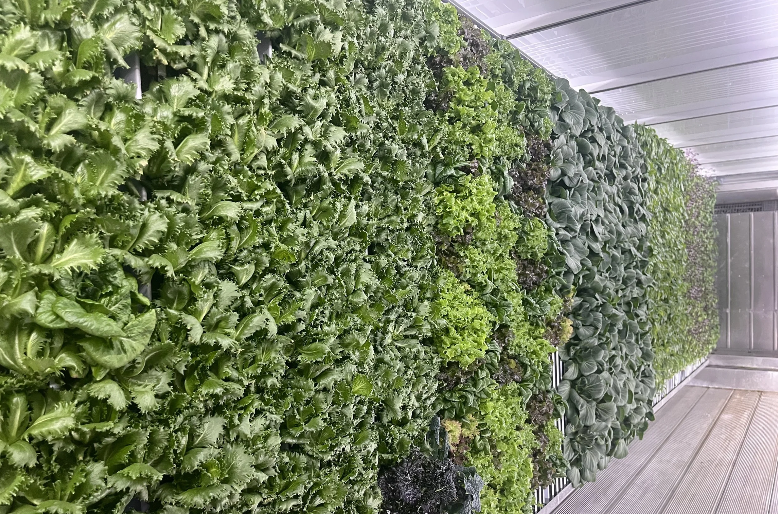 NEW YORK: A Freight Farm Becomes a Living Laboratory: Riverdale Country School, The Bronx 