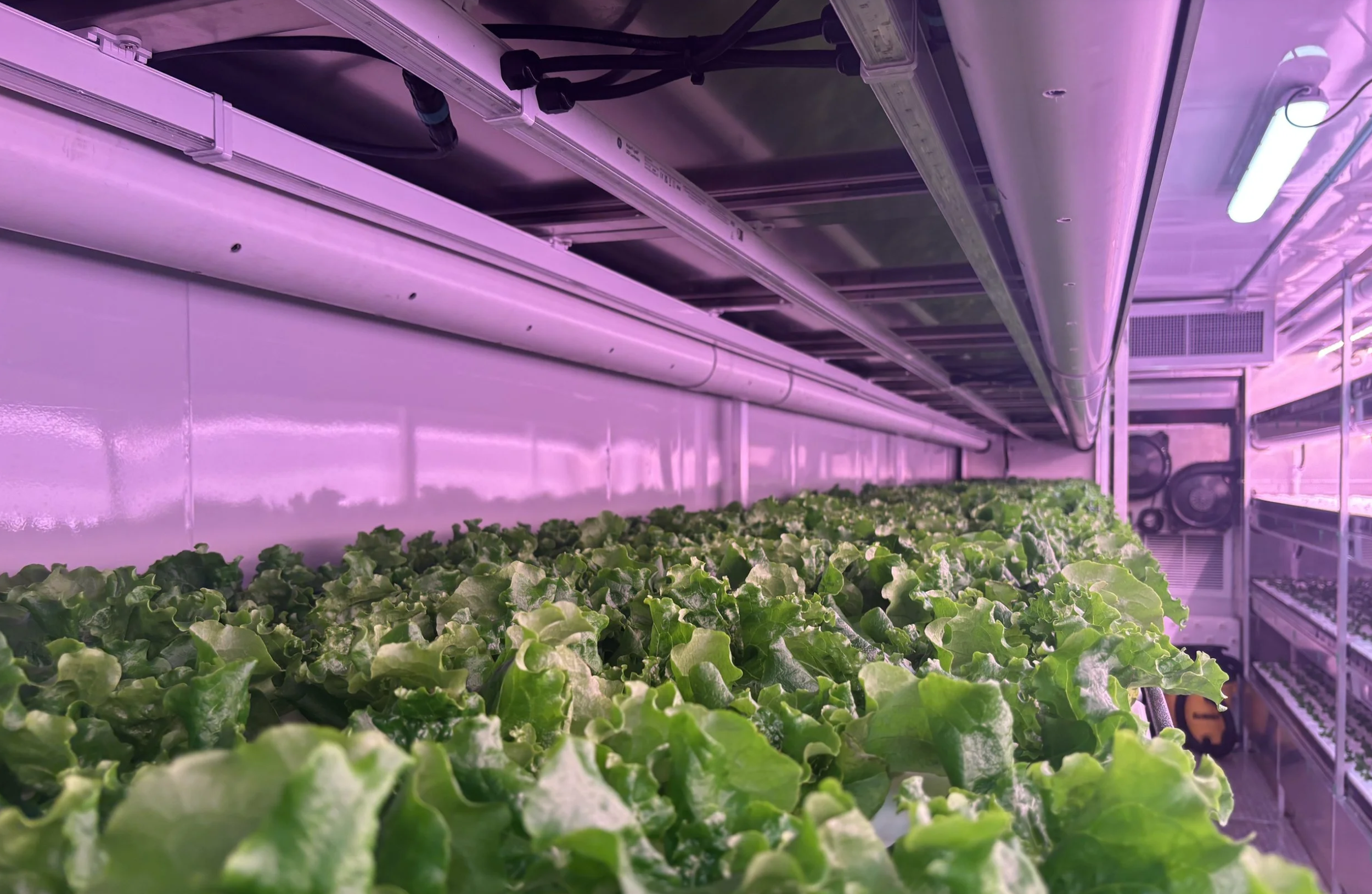 City of Kingston’s Fines for Food Pilot Grows Fresh Produce for Local Food Bank