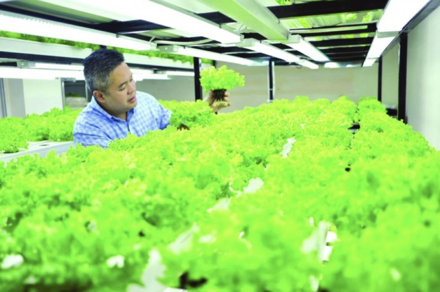 Qatar Startup Grows Hydroponics For a Hotter, Drier Future