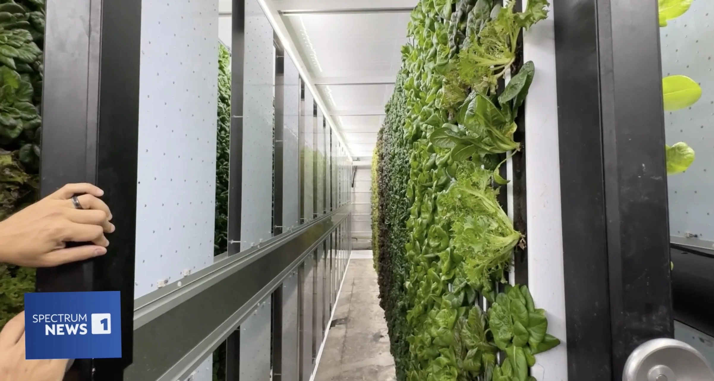 A Farm in Charlotte Grows Indoors and Offers Options as Cyclosporiasis Cases Go Up