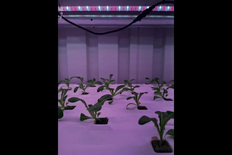 growing-plants.jpg