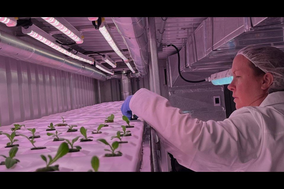 Rocky View County Farm Uses Hydroponics to Grow Fresh Greens Year-Round