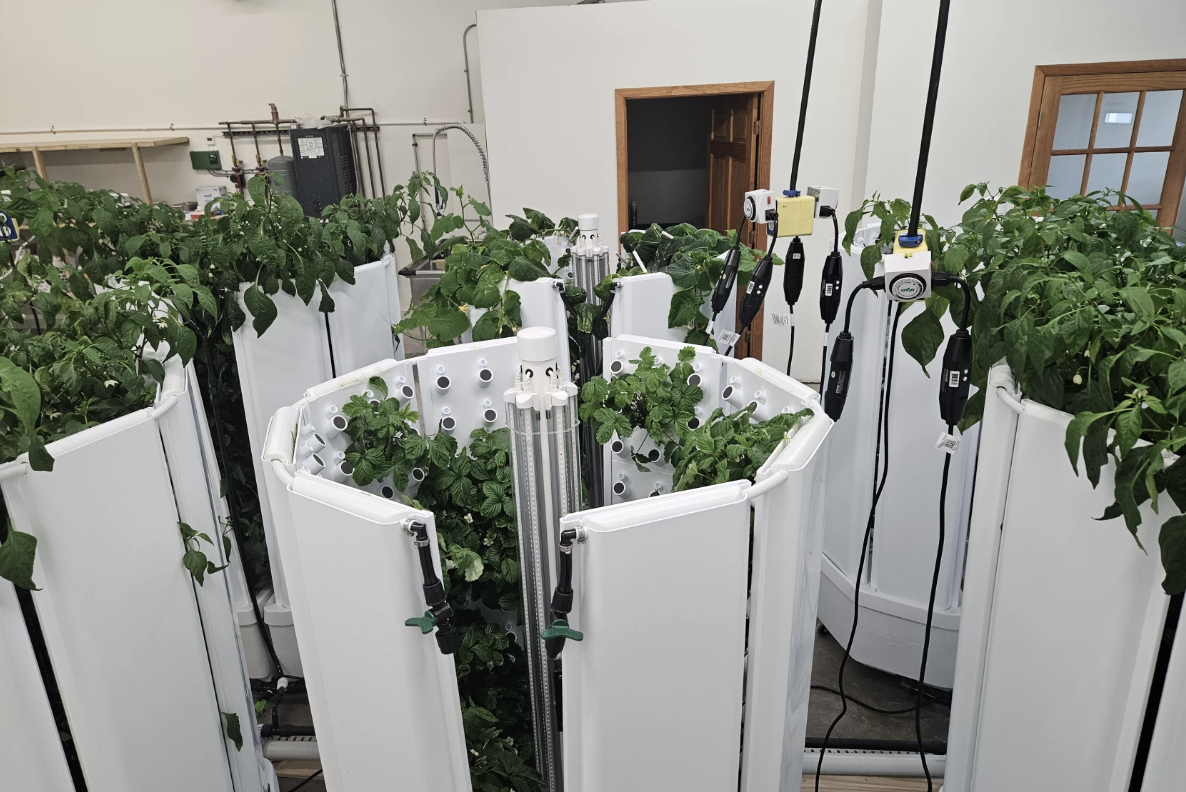 Hydroponics Are a Big Hit at The Detroit Lakes Boys and Girls Club