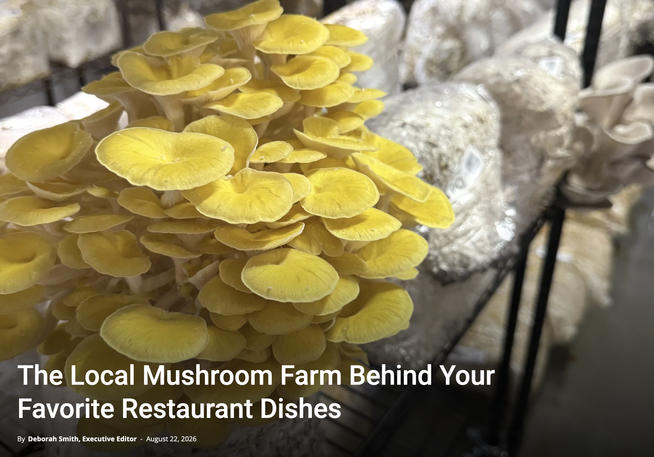 The Local Mushroom Farm Behind Your Favorite Restaurant Dishes