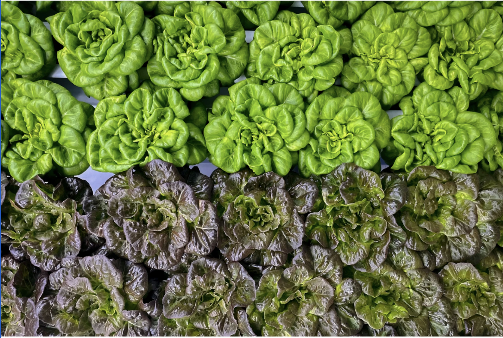 USA - How Plant Science is Taking Root in East St.&nbsp;Louis