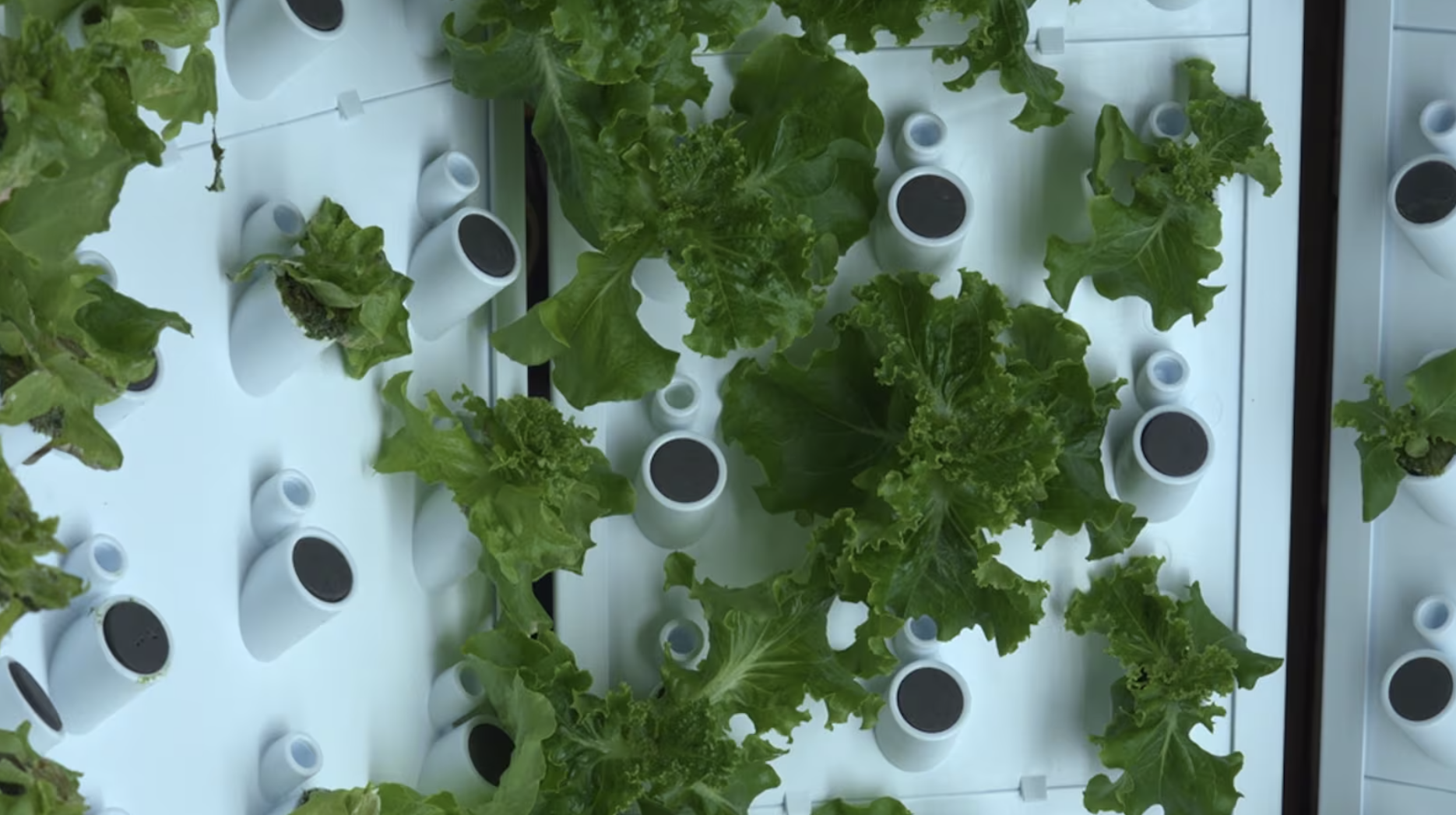 USA - MISSISSIPPI: Real Farming Experience Available to Students