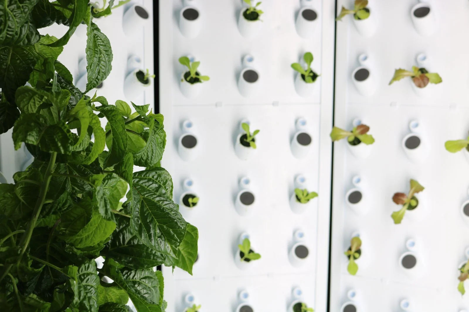 USA - MILWAUKEE, WISCONSIN: New Farm-to-School Initiative Will Grow Greens Inside MPS Classrooms
