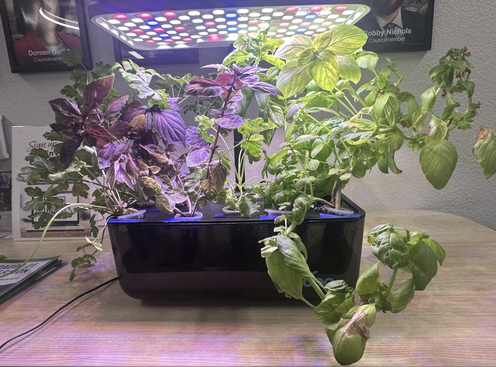 USA - ARIZONA: A Tempe Class on Hydroponic Farming Teaches Basics of What Was Once a NASA-Exclusive Technology