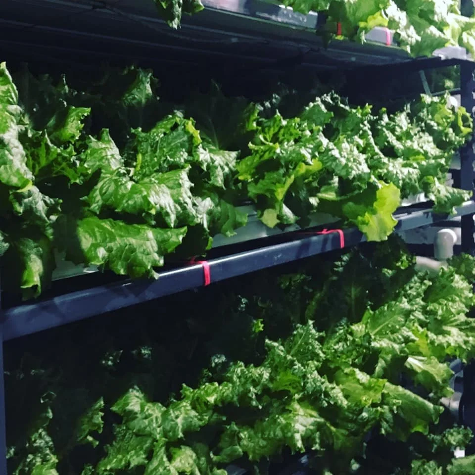 Farm2 lettuce.jpg