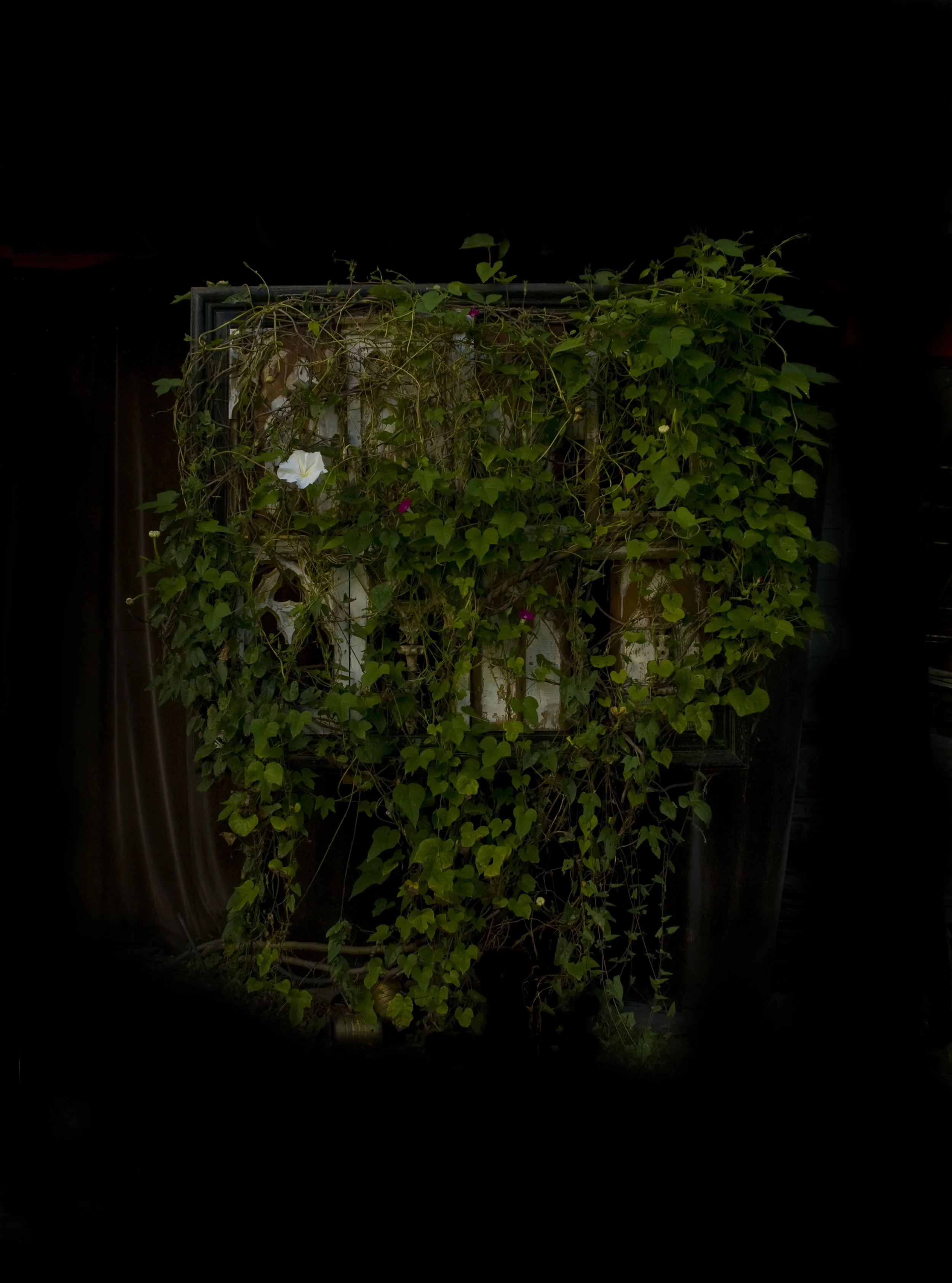 Moonflower, Photograph/Sculpture, Robert Hite, 2010