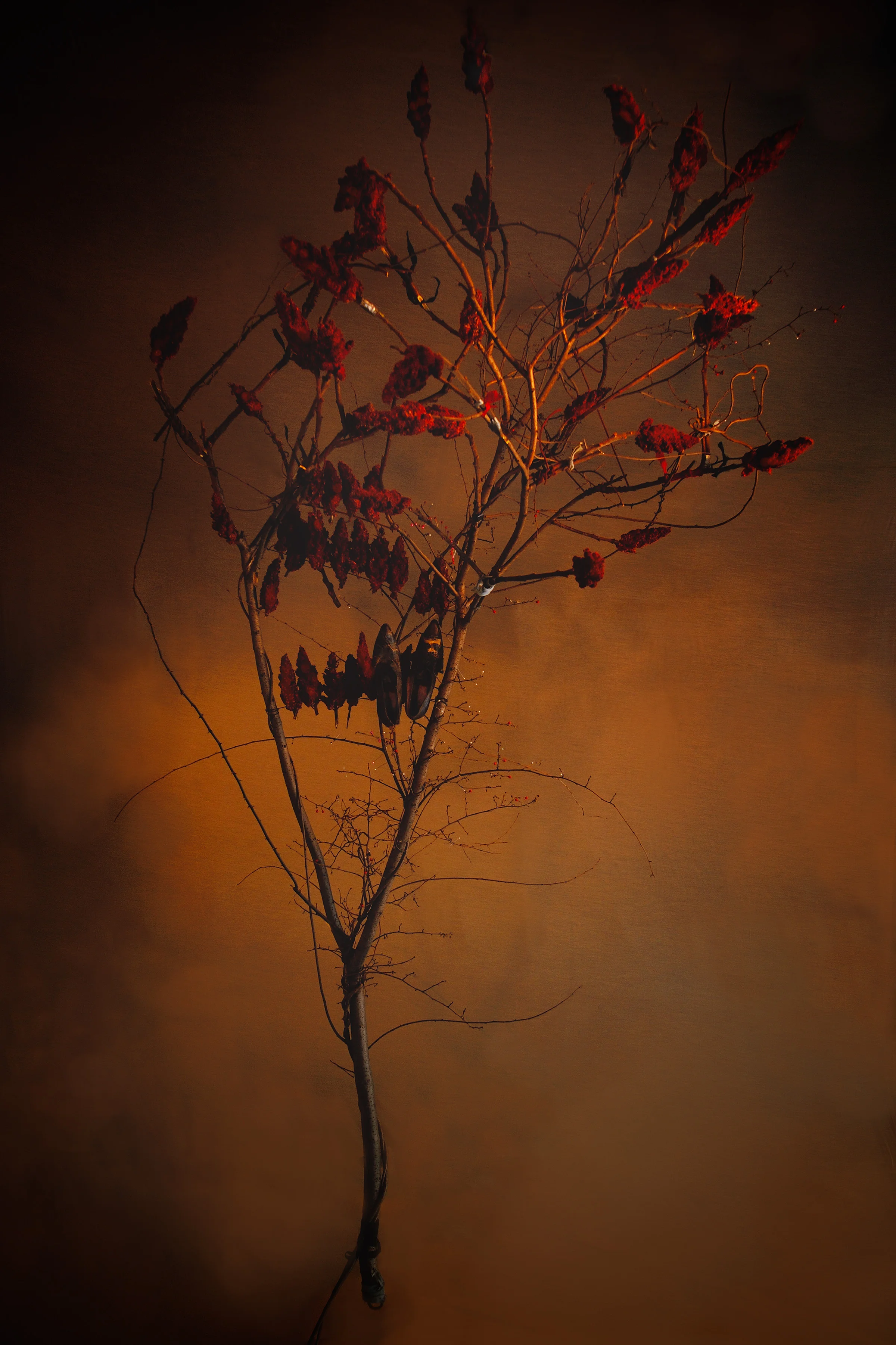 Amber Sumac, Photograph/Sculpture, Robert Hite, 2008