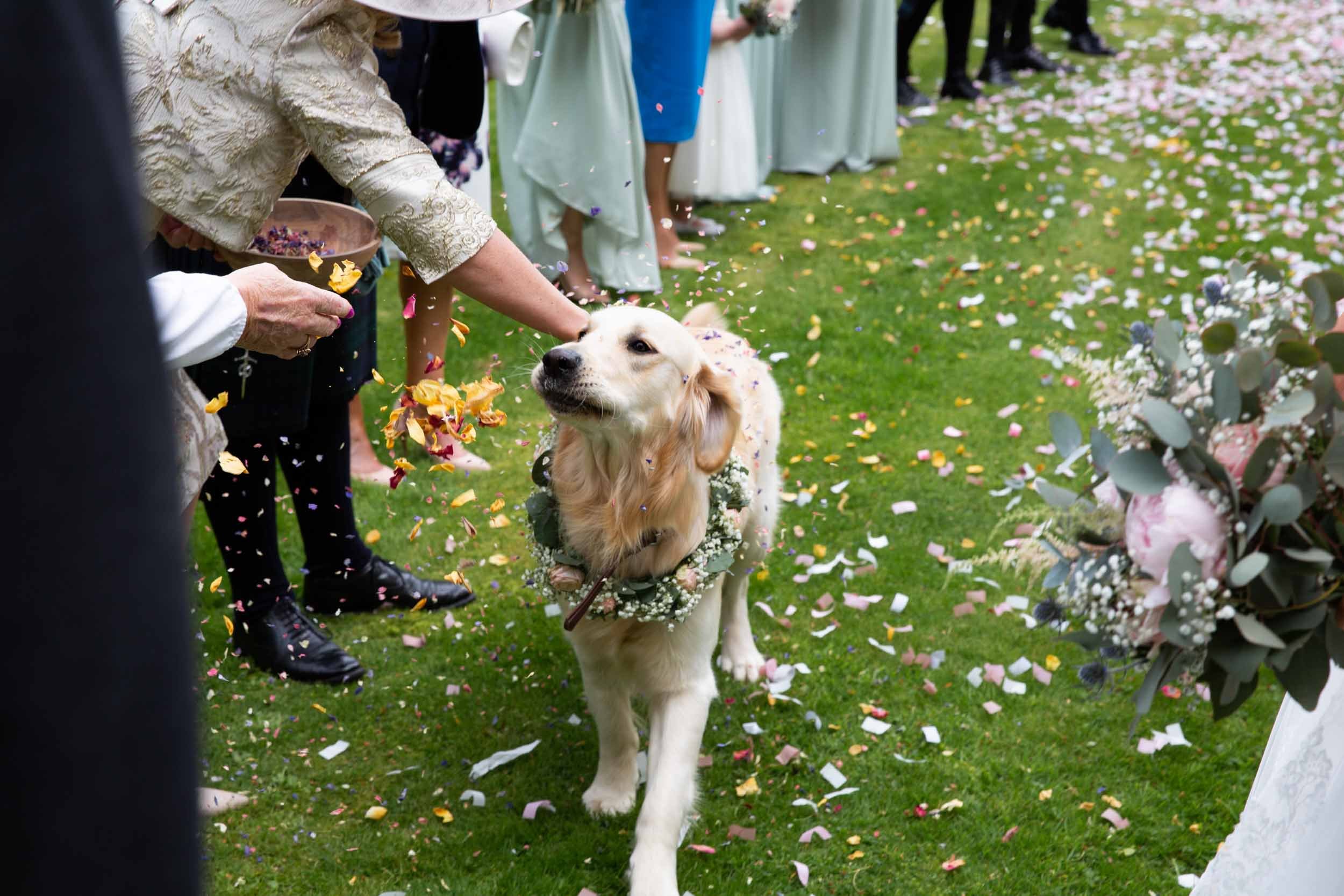 Beautiful dog with flower crown gets sprinkled with confetti (Copy)