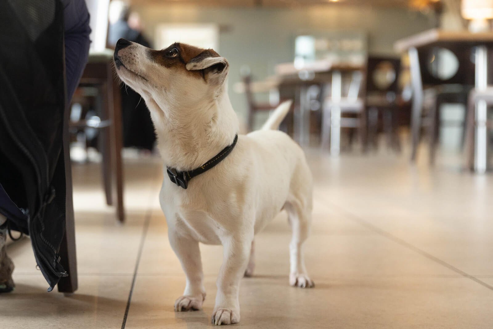 Brand photography at Barn at Beal showing dog-friendly indoor dining environment