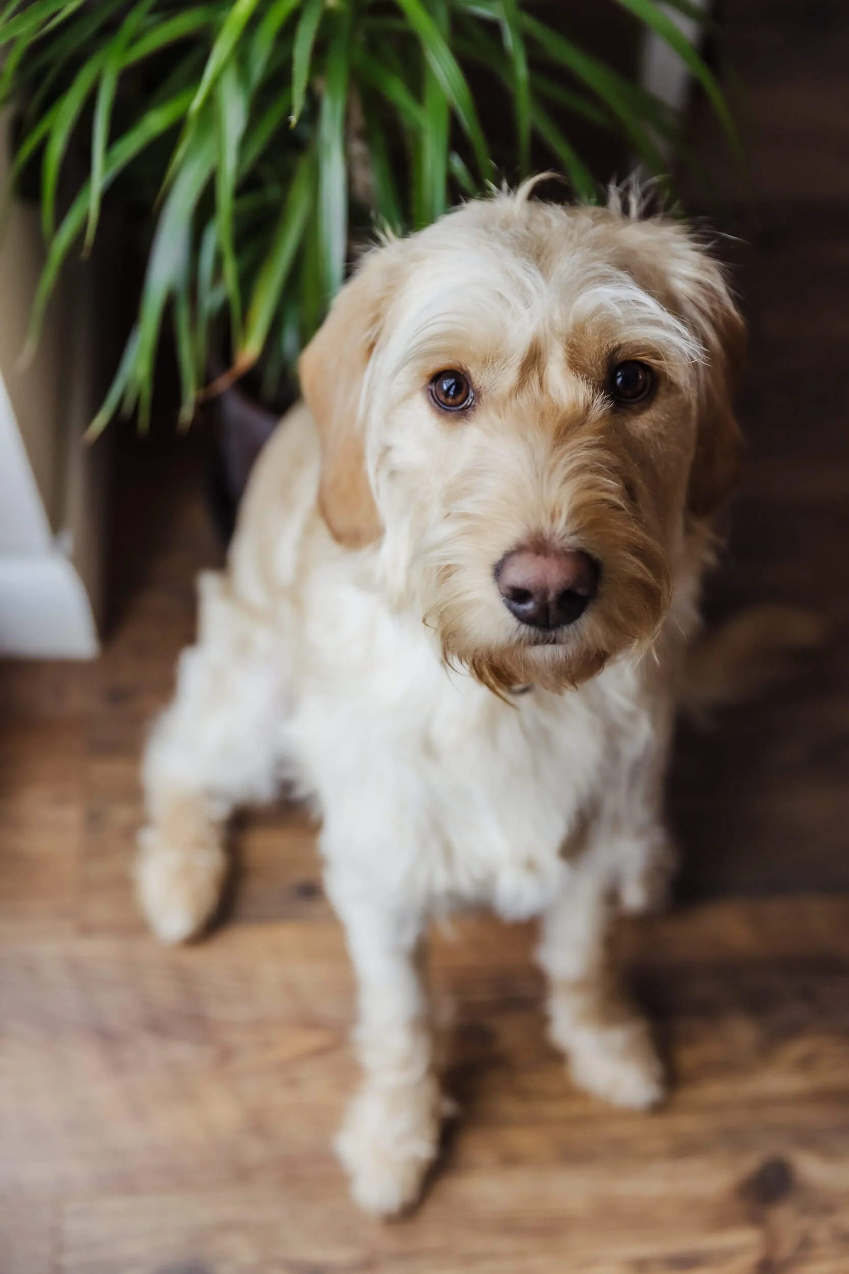 Marley sitting like a good boy under a houseplant