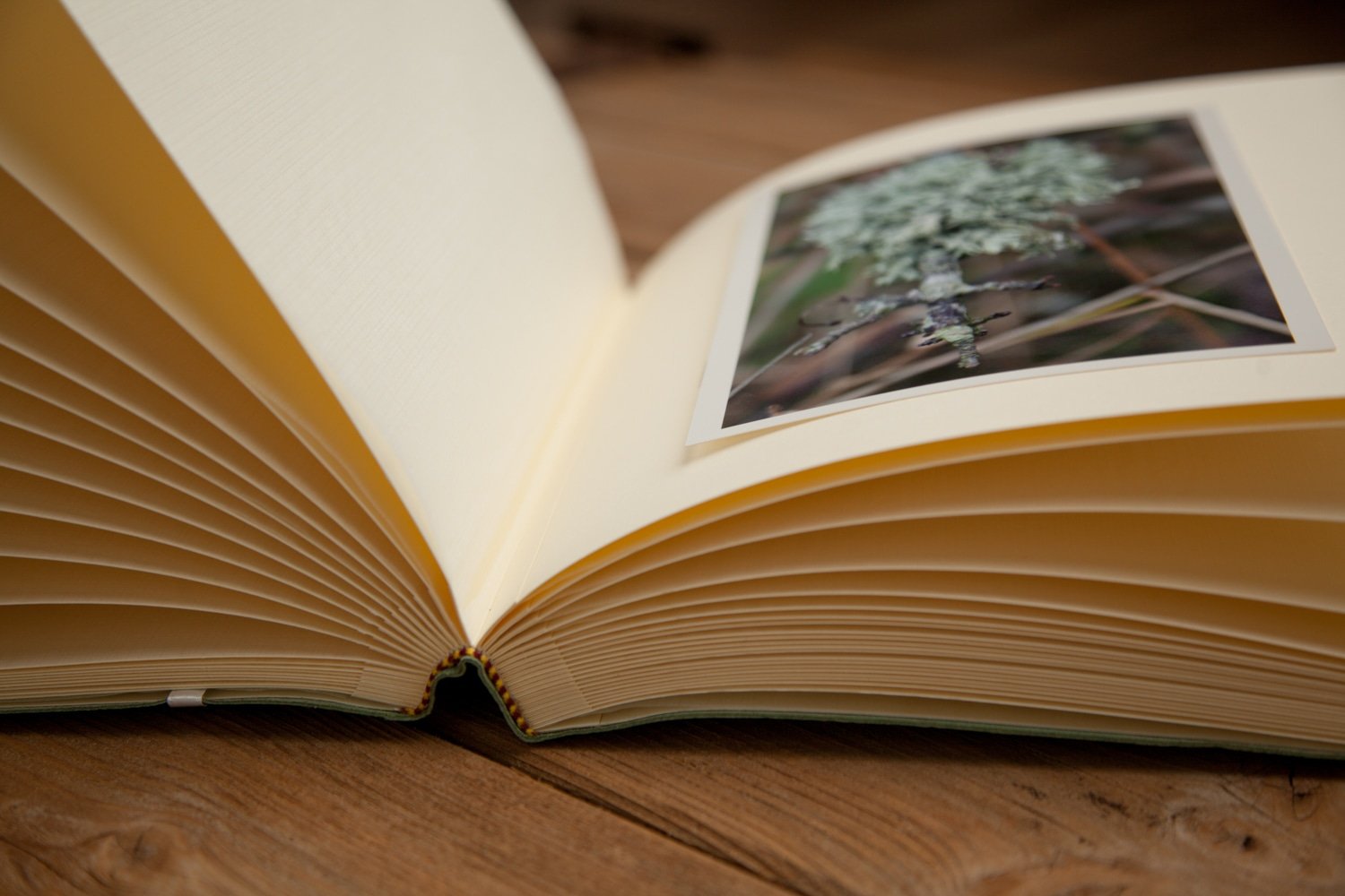 An open sketchbook with a photo of a tree on one of the pages