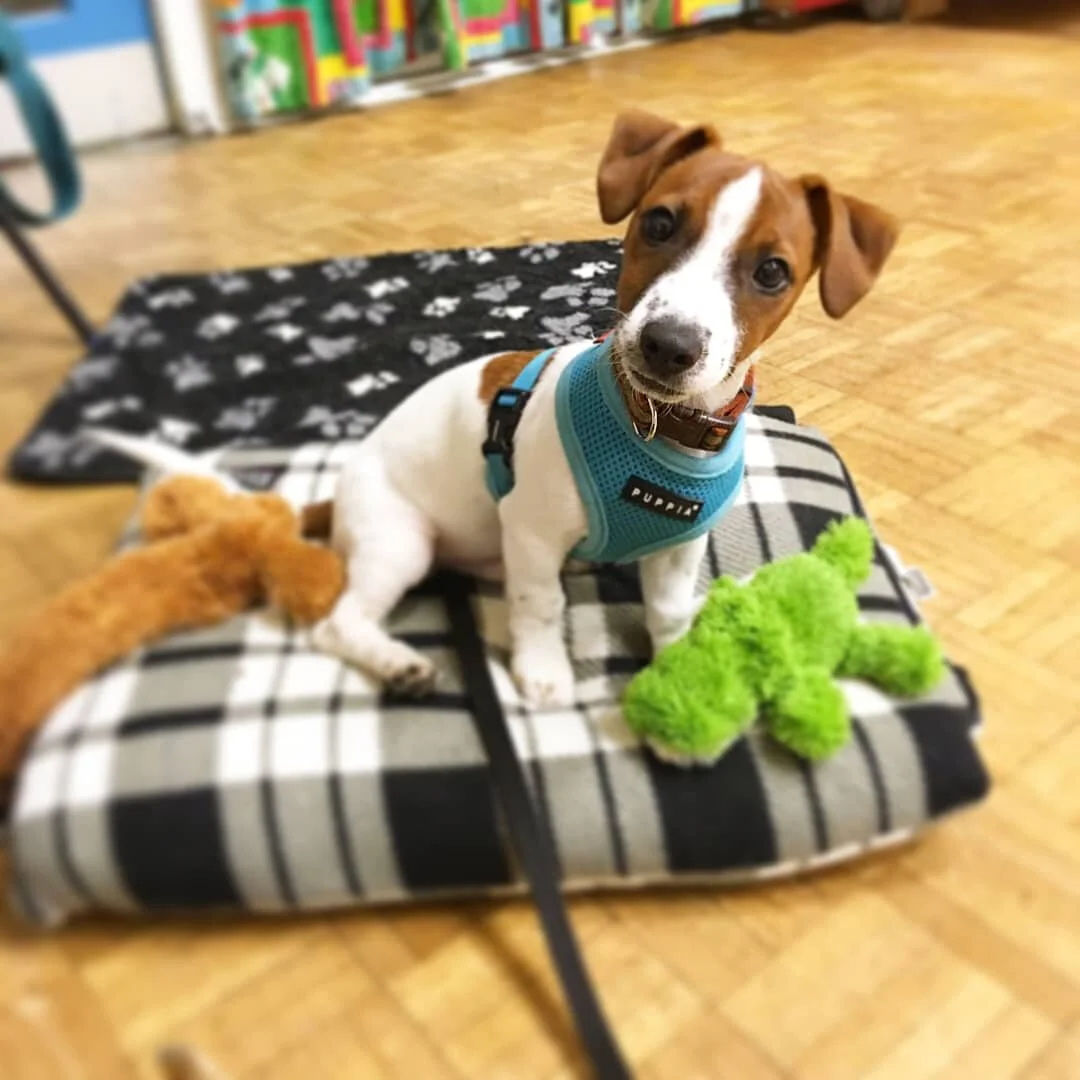 goodall dog training