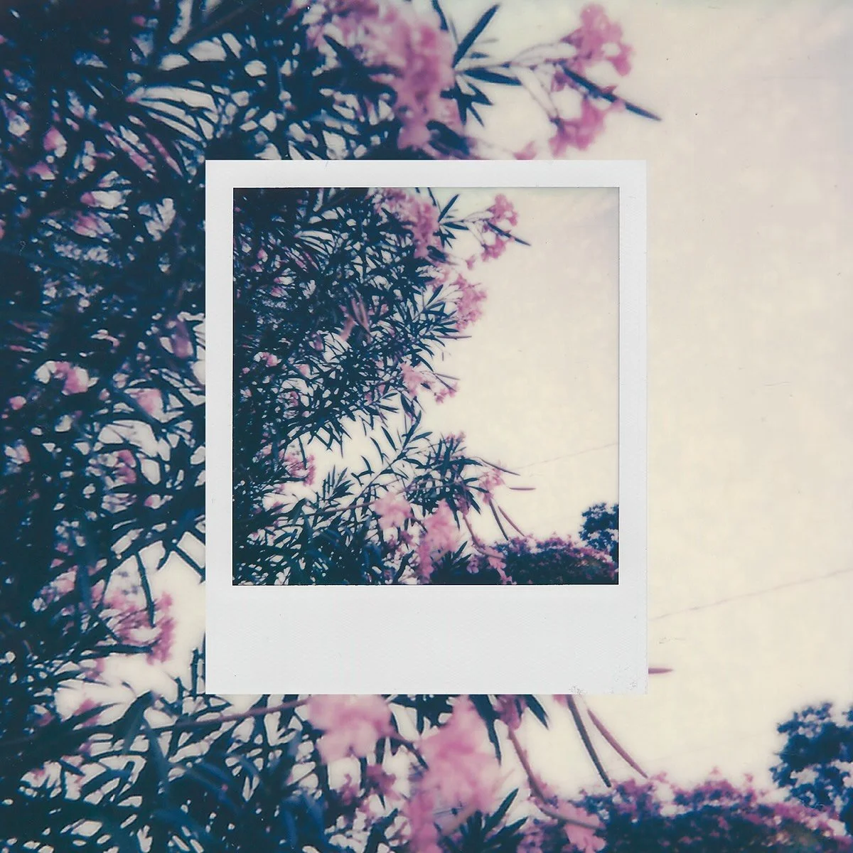 Chulita Ojitos - Paloma en Vuelo