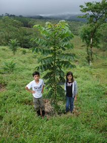 Mahar Sperling and Ashley Perez stand next to one of the trees they planted a year ago. As a sapling it was no higher than the top of Mahar's boot, one year later it is over 10 feet high. The rate of growth in the tropical rain forest is truly amazing. (2008)