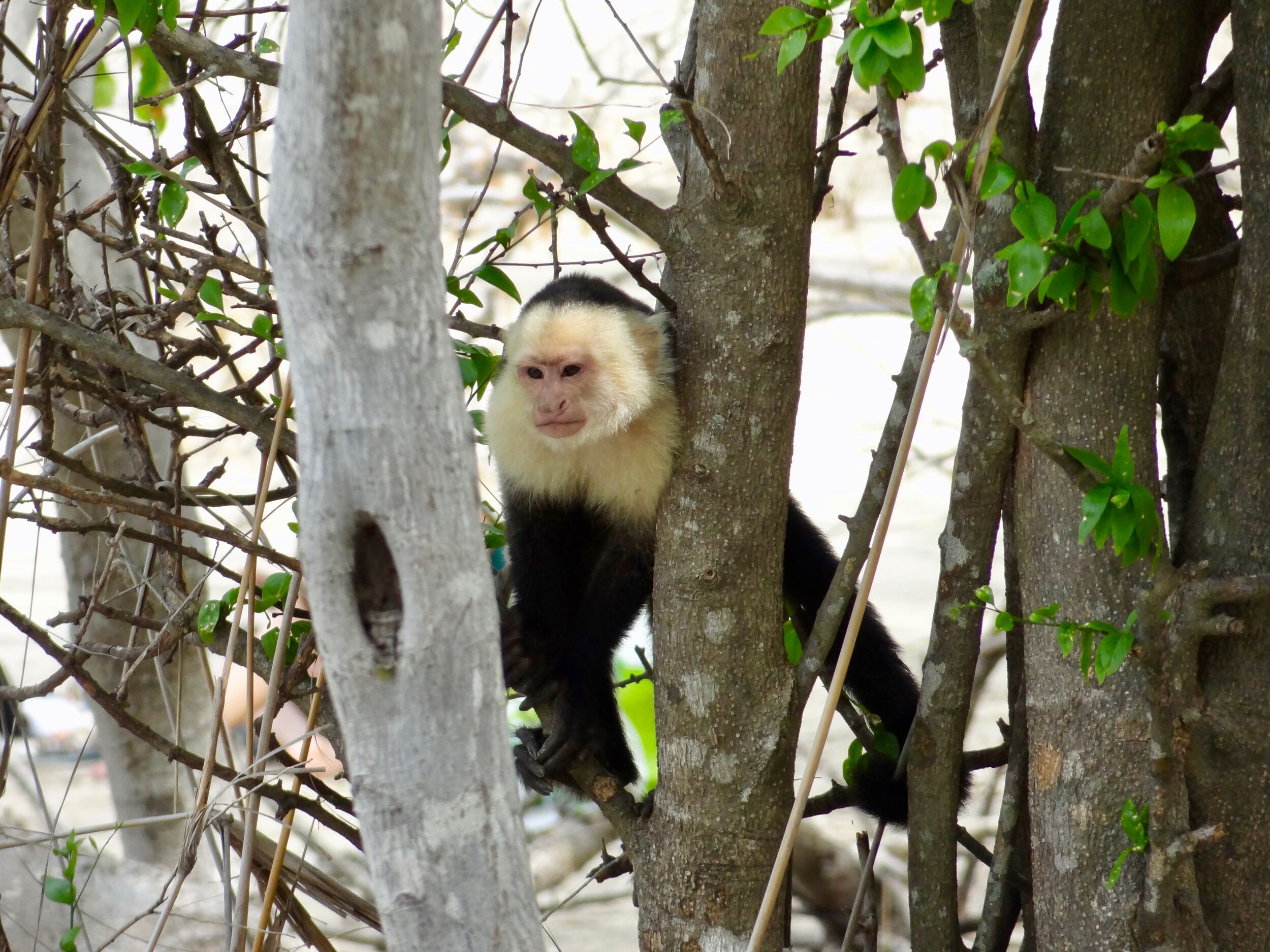 White faced monkeys, toucans and other wildlife regularly visit HRC