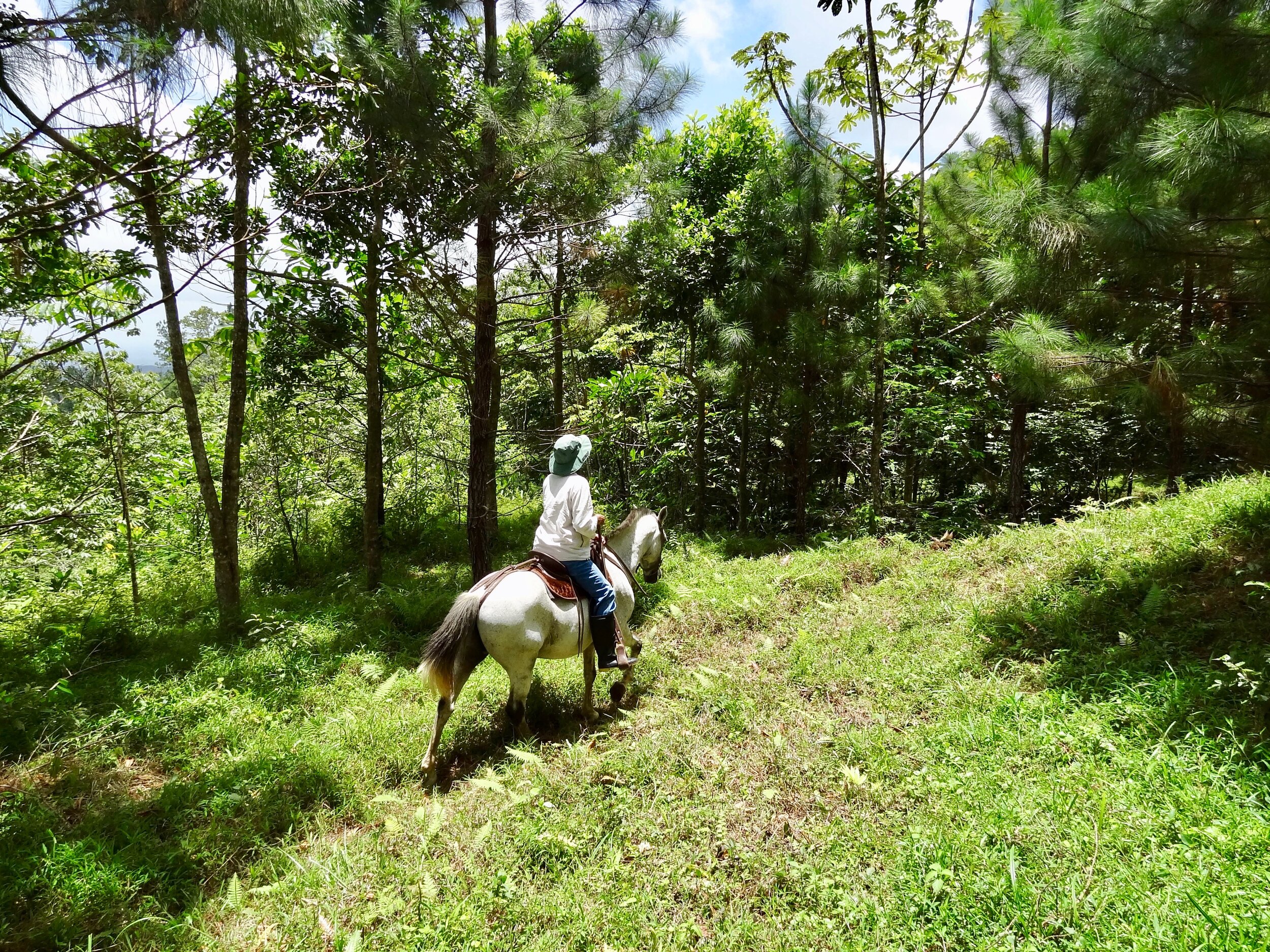 Riding through our reforestation