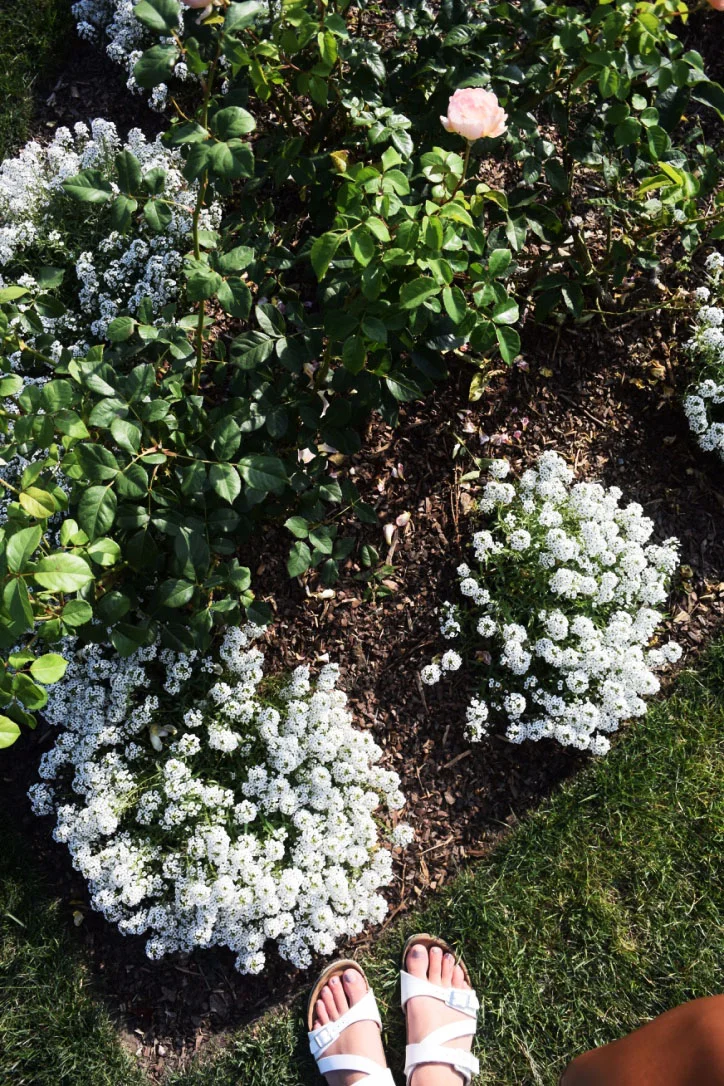 My trusty Birkenstocks matched one of my all time favorite flowers: alyssum.