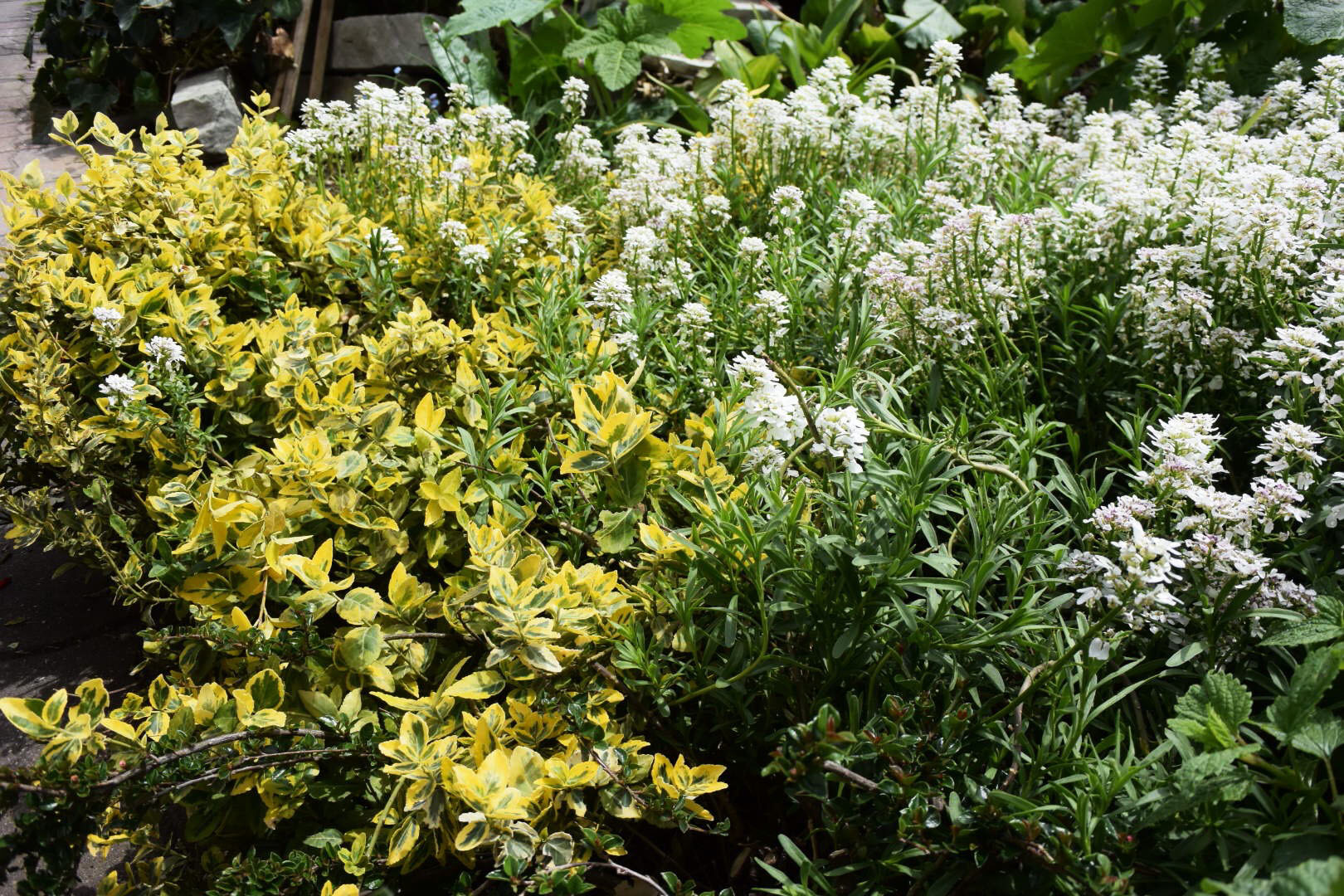 A beautiful section of Hermine's garden.