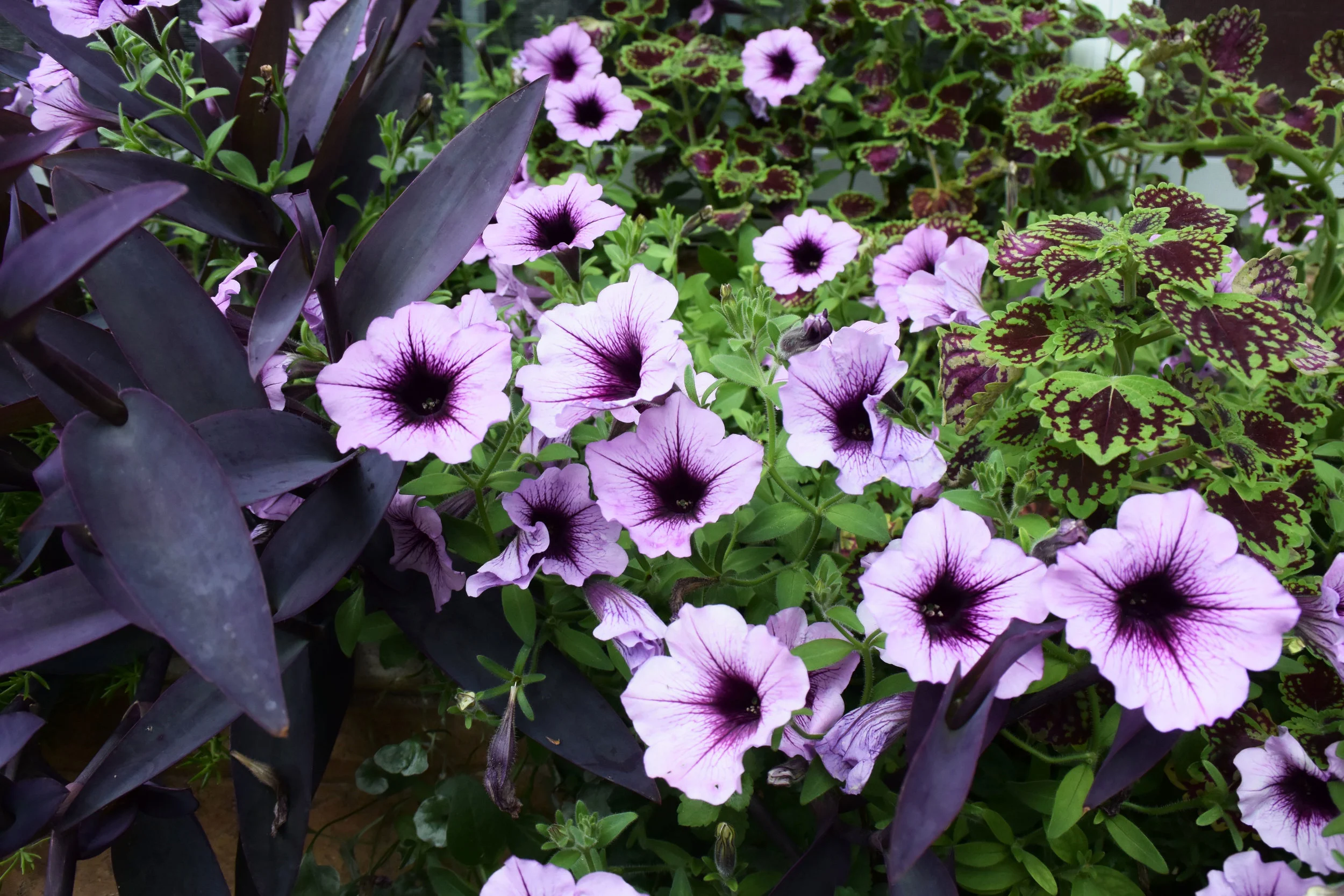 I can't get over that deep purple leaf thing (I don't know the names of plants as well as I should). I'm swooning imagining it as a natural dye. I may have to steal a few clippings...