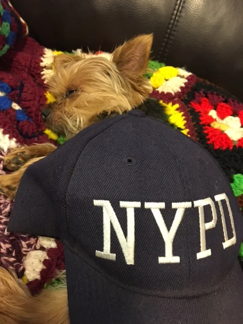 ZIGGY SLEEPING 2.JPG