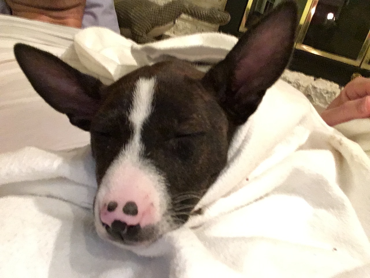 Basenji (7.5 weeks), Roxboro NC to Boston MA