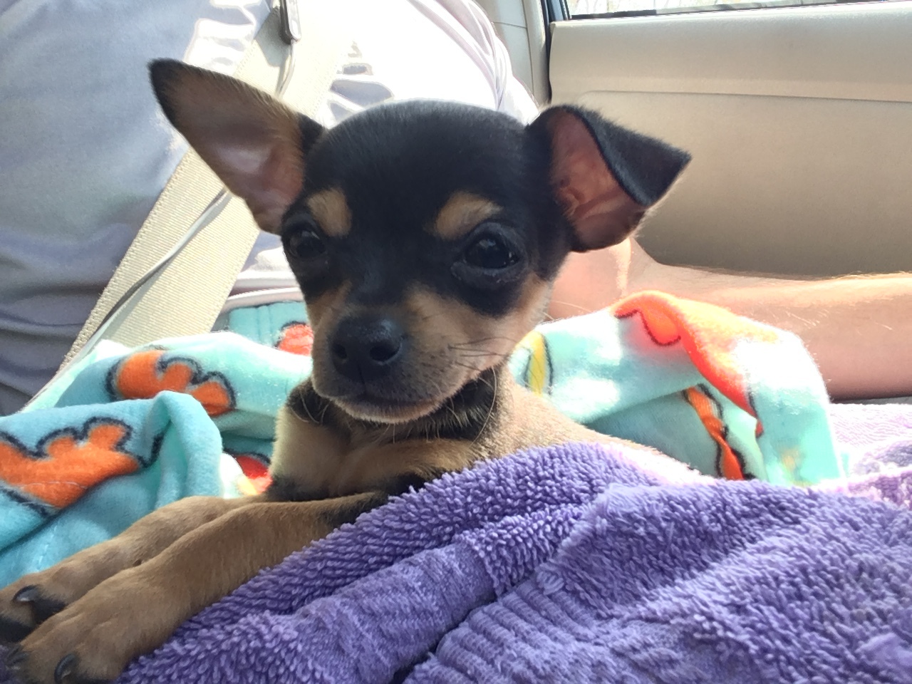 Chihuahua (9 weeks), Burlington NC to Wallingford CT