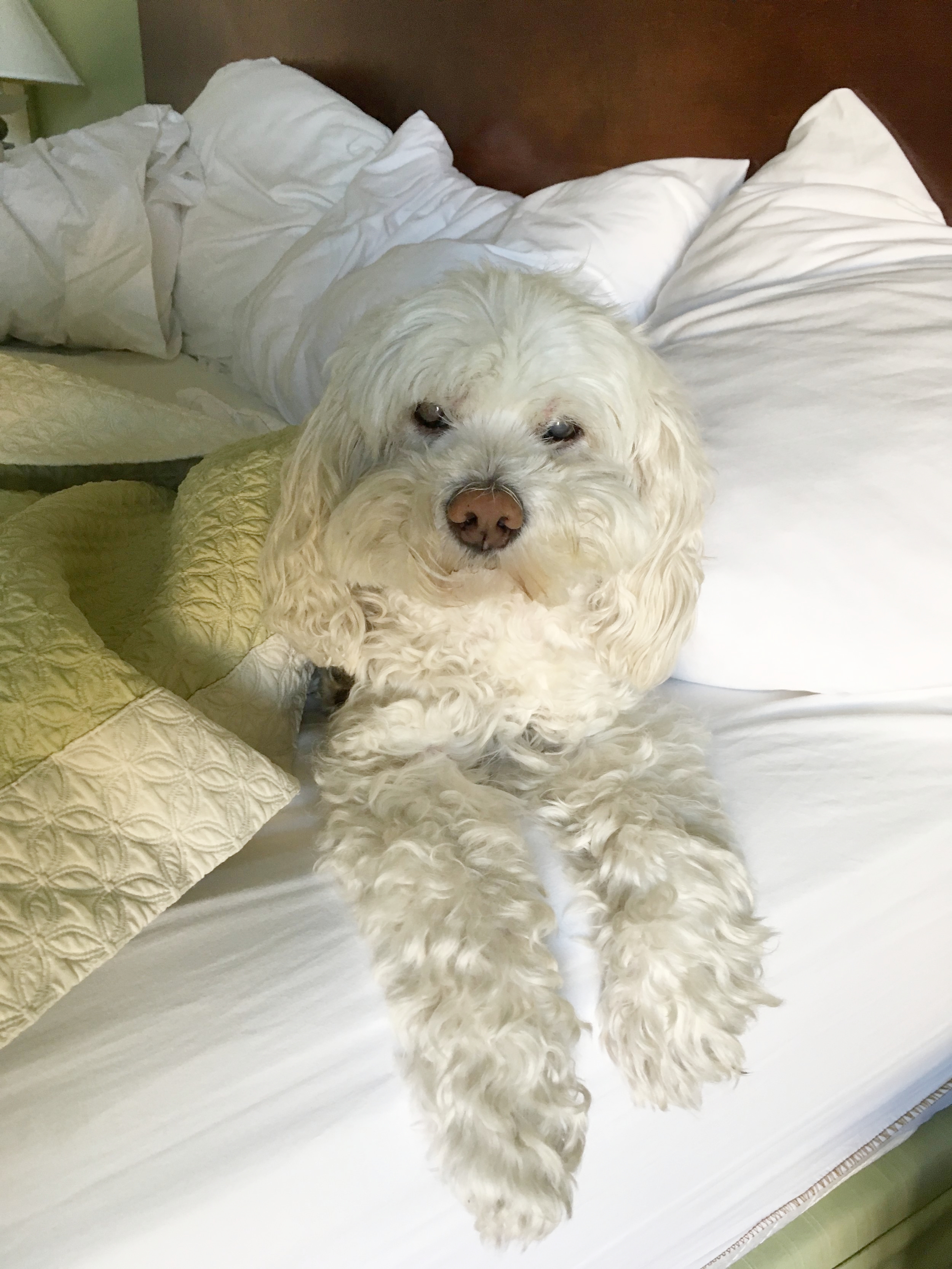 Gracie (15), Sarasota FL to Branchburg NJ