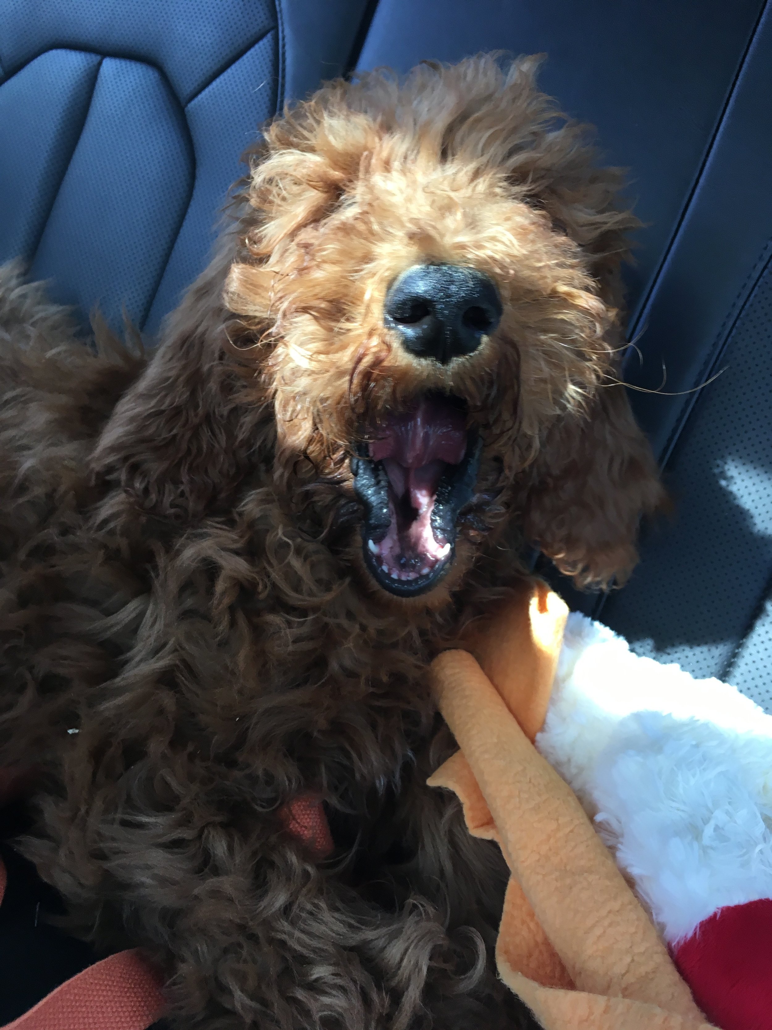 Baby Floof (12W) Red Standard Poodle, New Holland PA to Naples FL with new owner on board