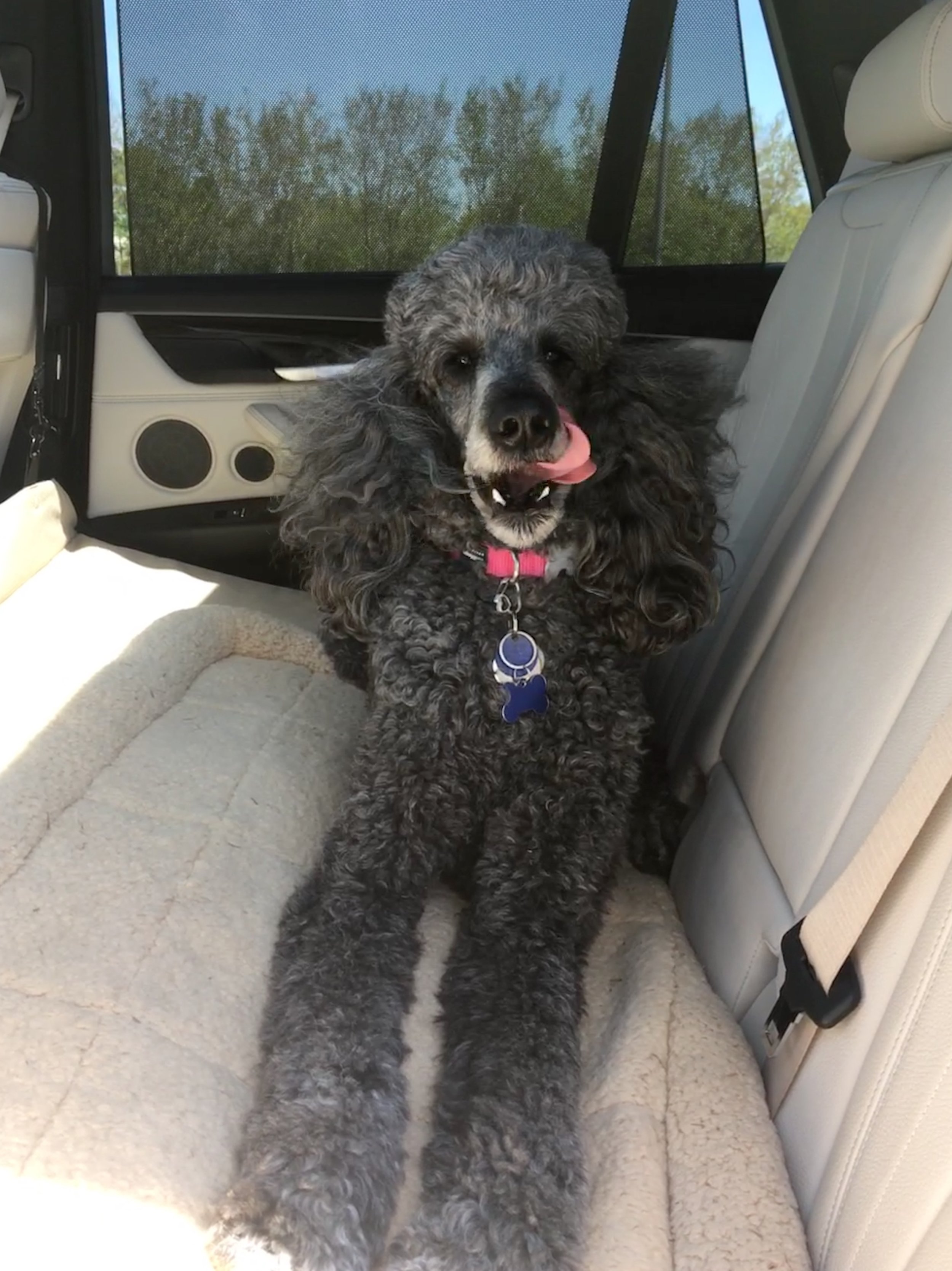 Zoey, Naples FL to Southport CT