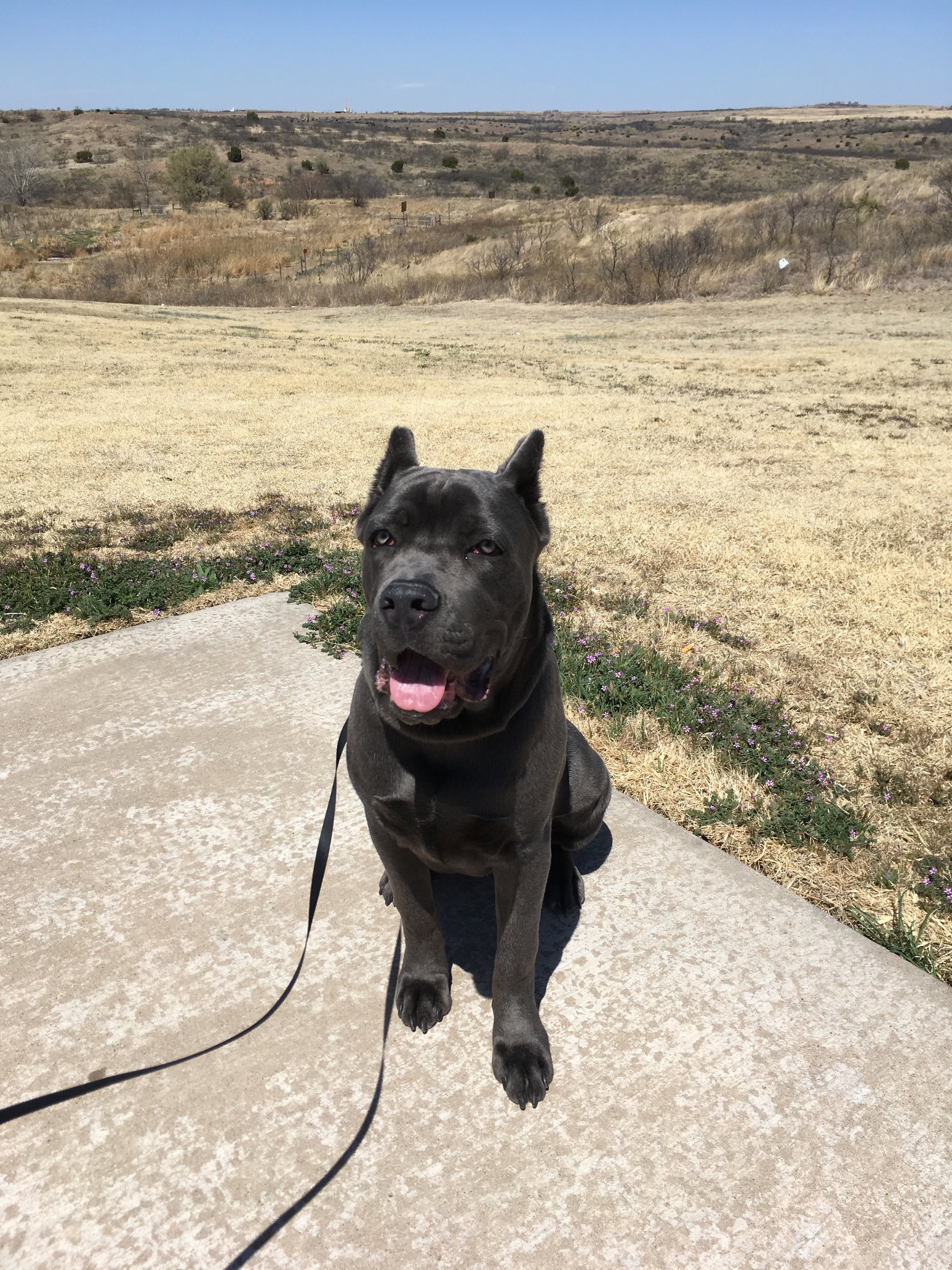 Beaux (Cane Corso), Fairview TX to Lone Tree CO