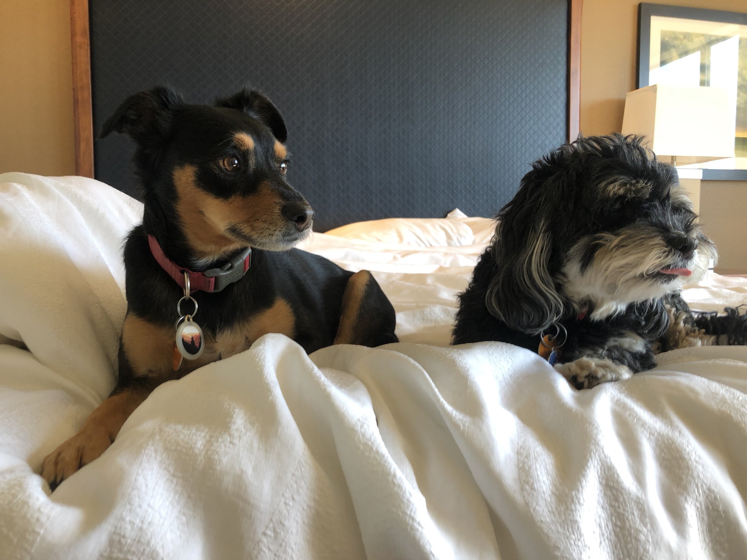 Archie &amp; Sammie, Palm Springs CA to Seattle WA