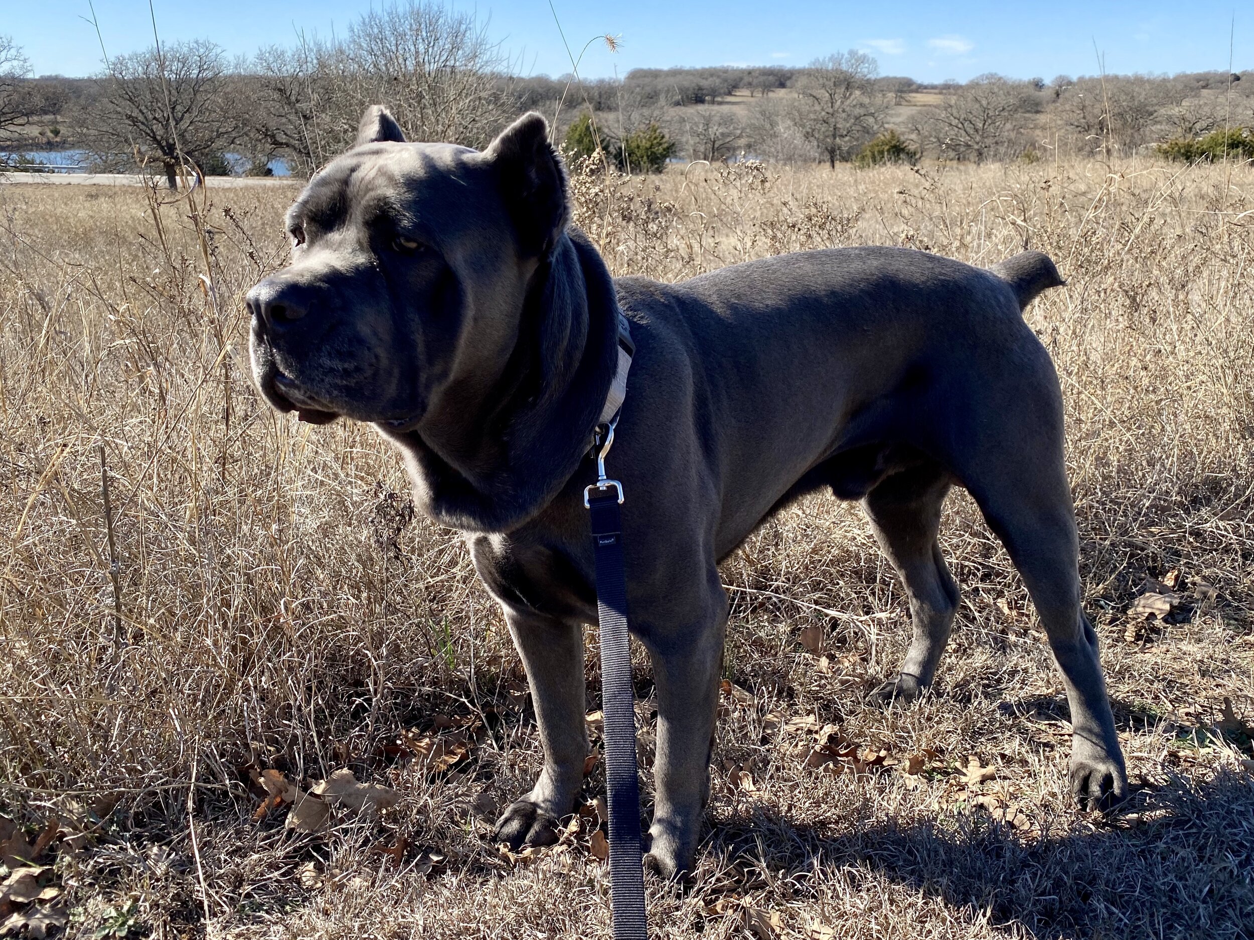 Beaux, Parker CO to Prosper TX