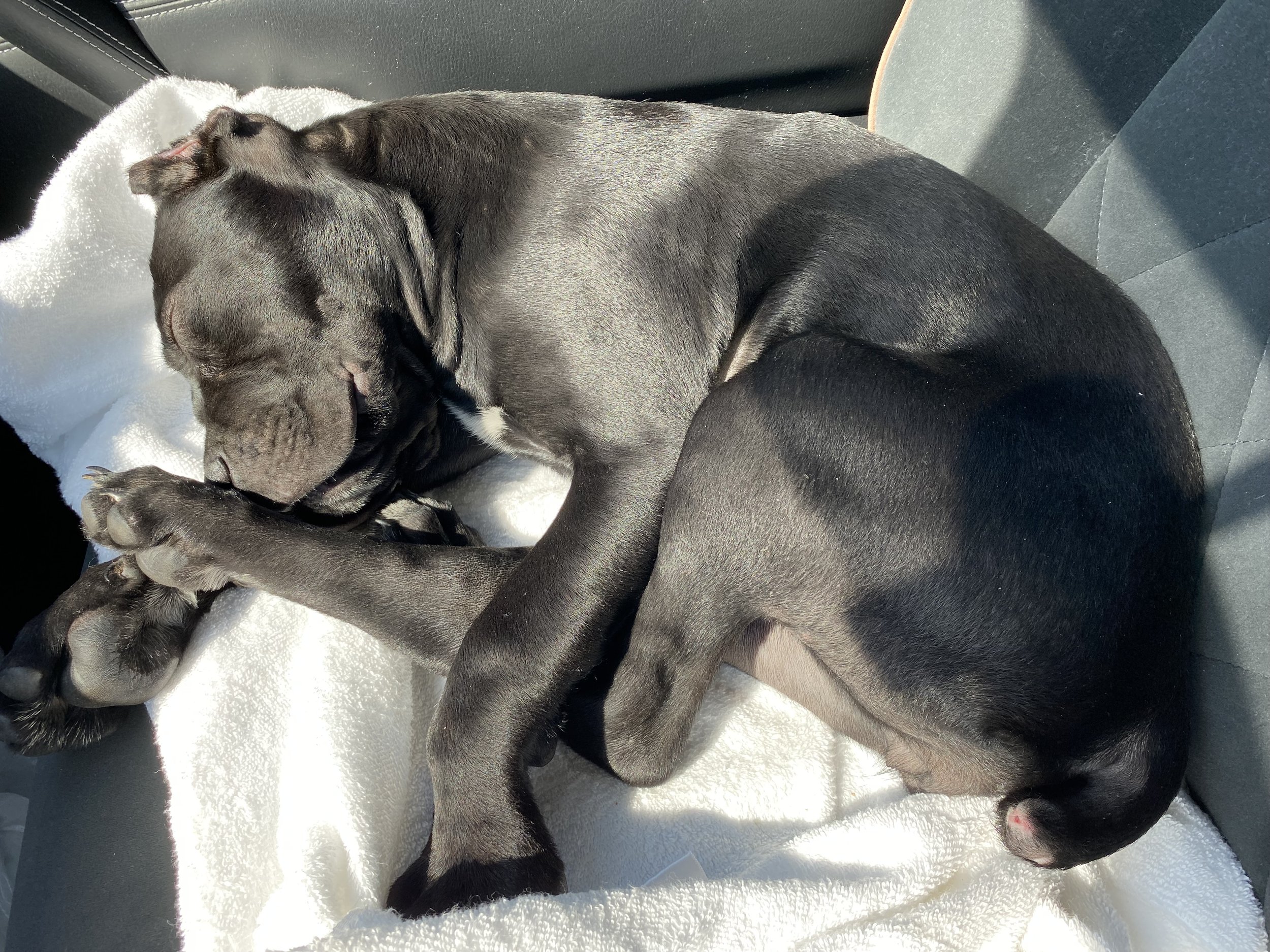 Cane Corso Pup, AMS-IAH to Prosper TX