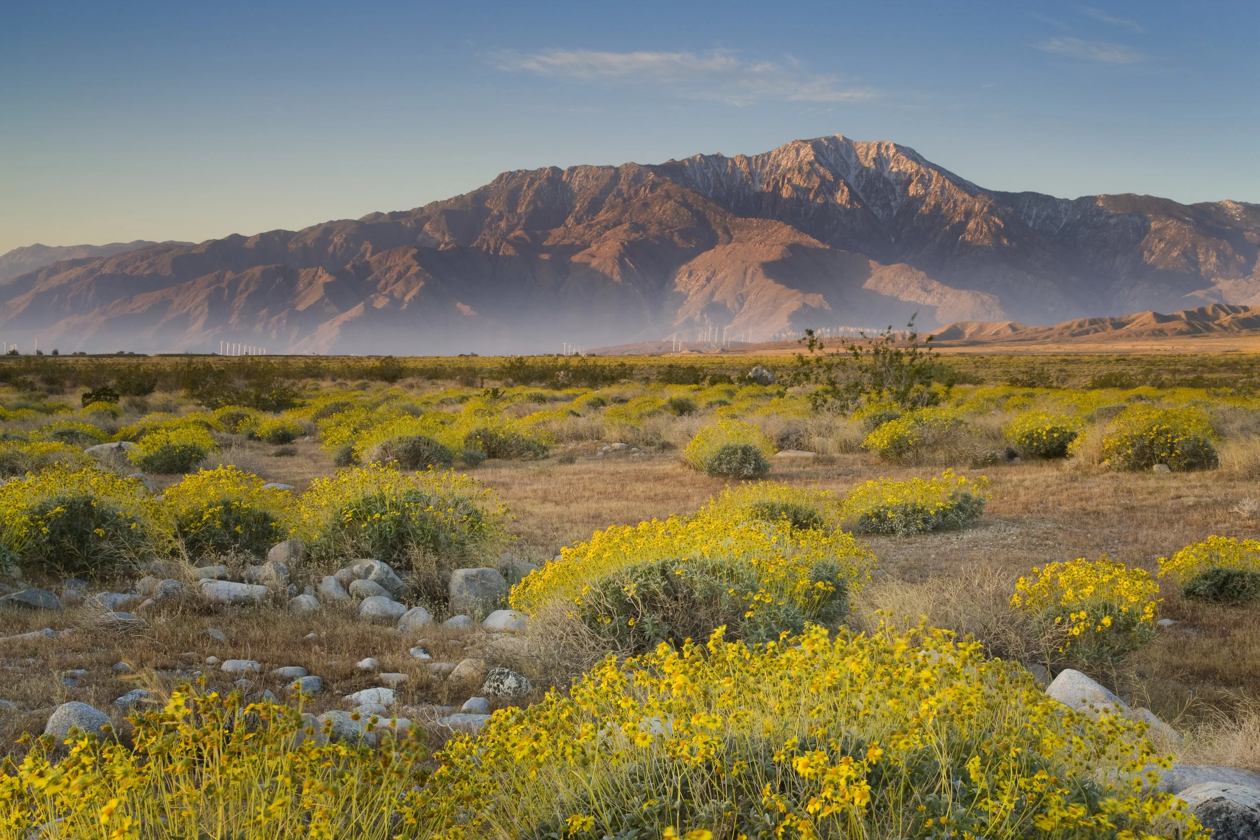Friends Of The Desert Mountains