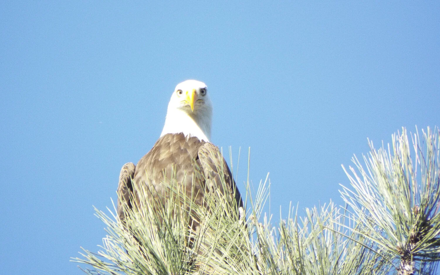 An Endangered Species Recovers — Friends of the Desert Mountains