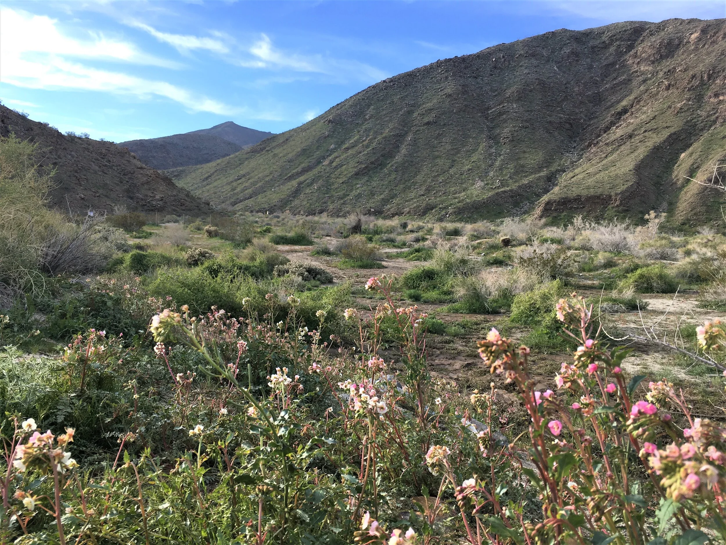 Carrizo Canyon