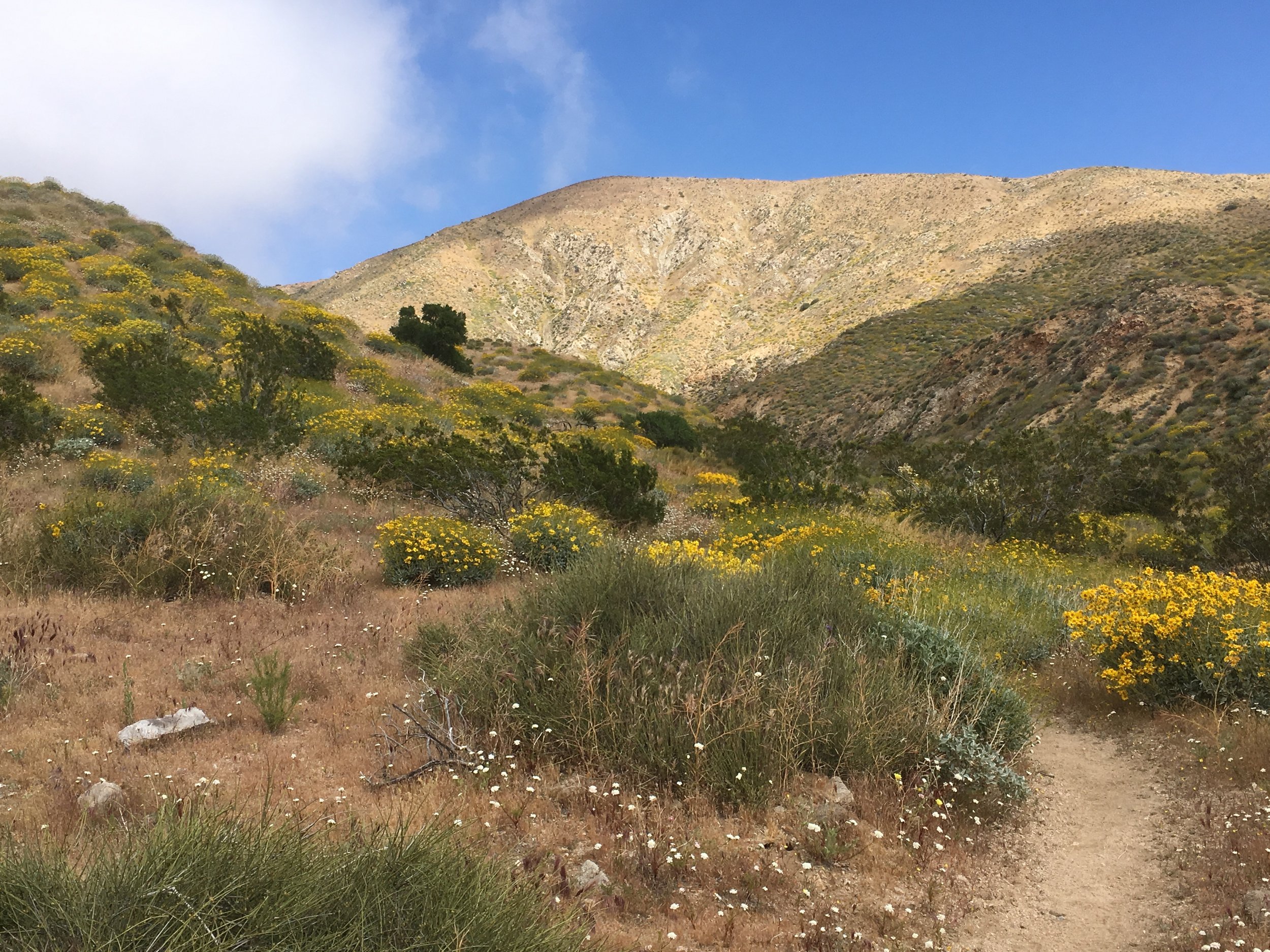 Pacific Crest Trail at Cottonwood Hike — Friends of the Desert Mountains