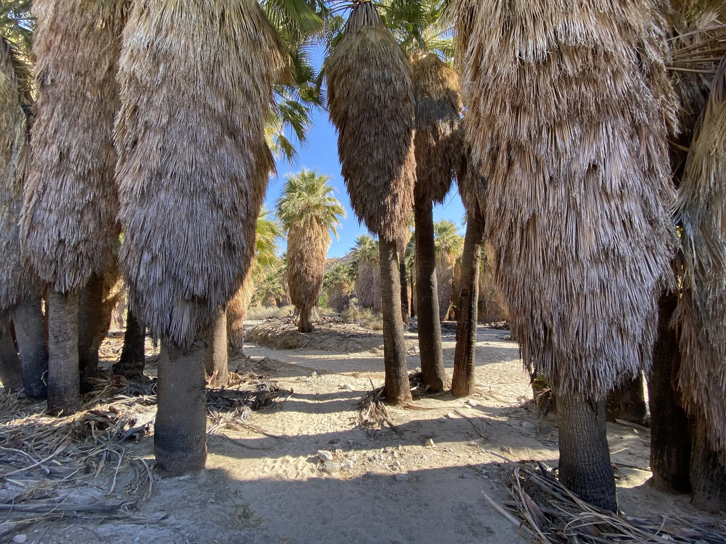 Hidden Palms Oasis Hike — Friends of the Desert Mountains